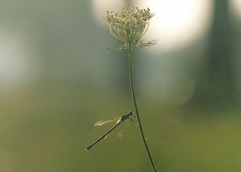 Close-up of dragonfly on plant