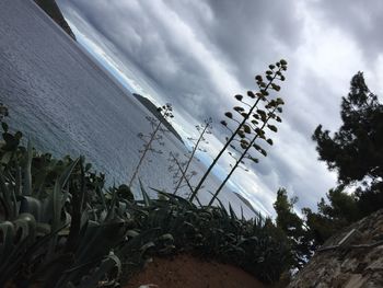 Panoramic shot of plants by sea against sky