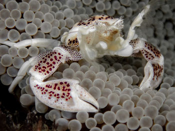 Close-up of jellyfish in sea