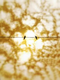 View of trees at sunset