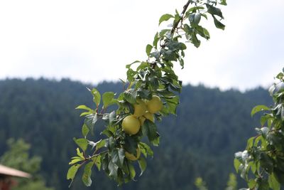 Close-up of plum fruit growing on plant against sky