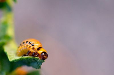 Close-up of insect on leaf