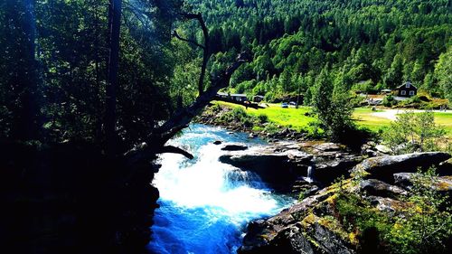 Scenic view of waterfall in forest