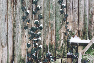 Close-up of plants growing on tree trunk