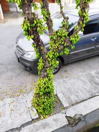High angle view of potted plant on street