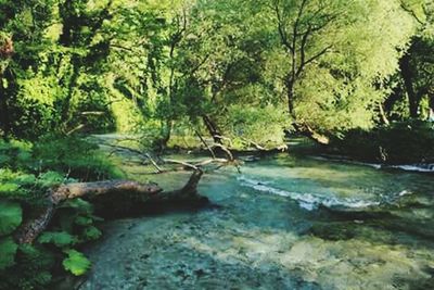 Scenic view of waterfall in forest