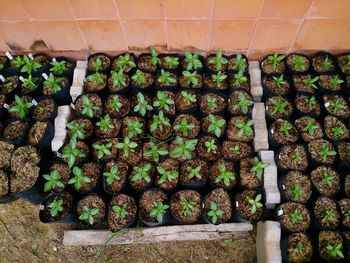 Plants growing on a wall