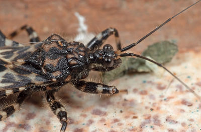 Close-up of spider