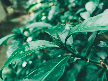 Close-up of plant growing on field