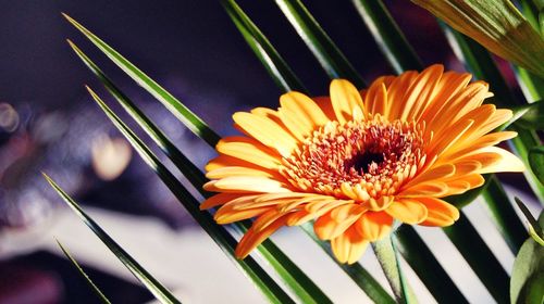 Close-up of yellow flowers blooming outdoors