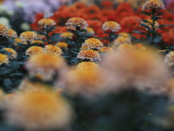 Close-up of yellow flowering plant during autumn