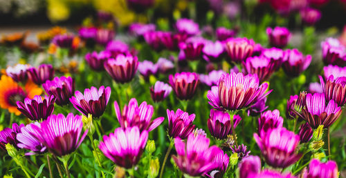 Close-up of purple flowering plants on field