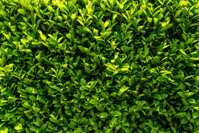 Full frame shot of fresh green plants