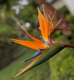 Close-up of orange flower