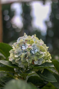 Close-up of flowering plant