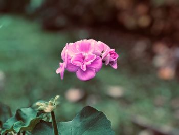 Close-up of pink flowering plant
