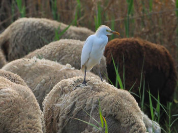 Bird perching on rock