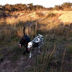 View of dog on field