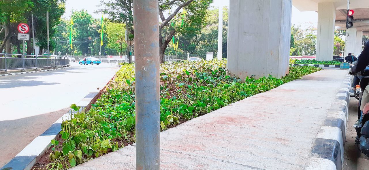 VIEW OF STREET AMIDST PLANTS IN CITY