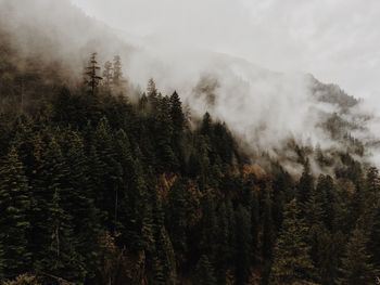 Scenic view of forest during foggy weather