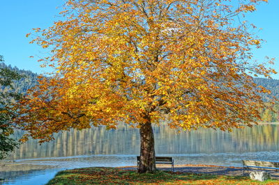 Autumn tree by lake against clear sky