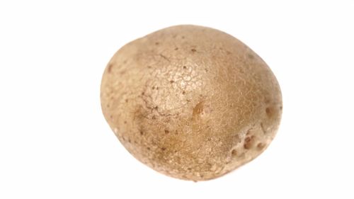 Close-up of bread against white background