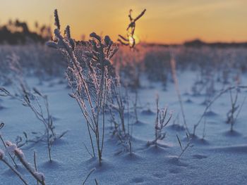 Close-up of frozen plants against sky during sunset