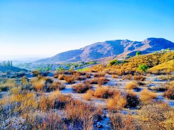 Scenic view of landscape against clear blue sky