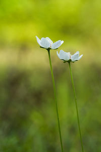 Close-up of white flowering plant