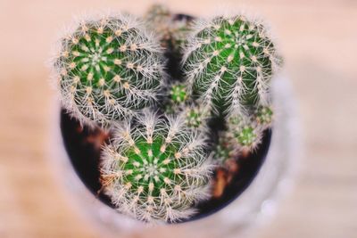 Close-up of potted cactus on table