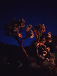 Low angle view of flowering tree against sky at night