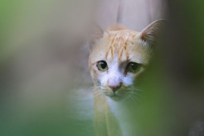 Close-up portrait of a cat