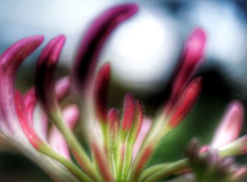 Close-up of pink flowers