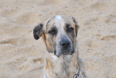 Close-up portrait of dog on sand at beach