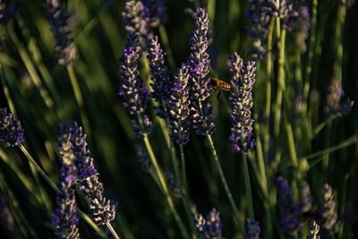 Close-up of purple flowering plants on field