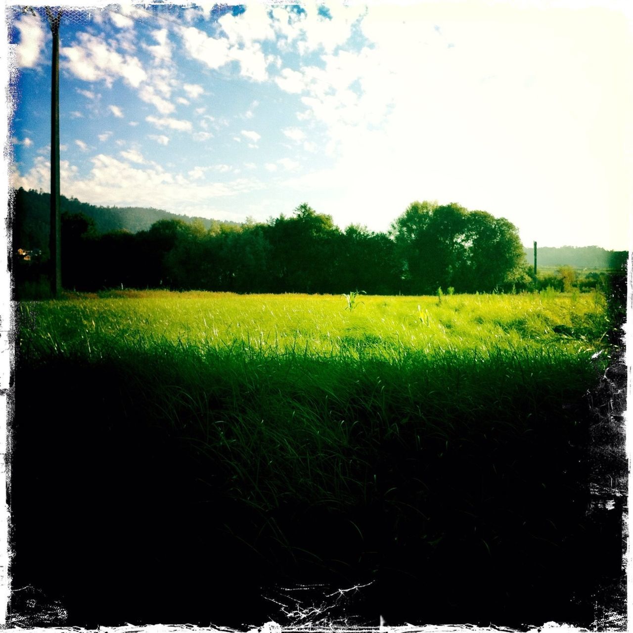 transfer print, field, growth, landscape, tranquility, tranquil scene, grass, auto post production filter, beauty in nature, nature, sky, tree, green color, scenics, rural scene, grassy, agriculture, plant, yellow, outdoors