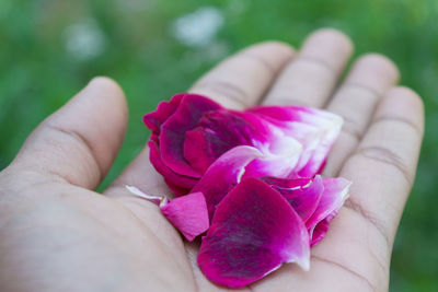 Close-up of hand holding pink rose