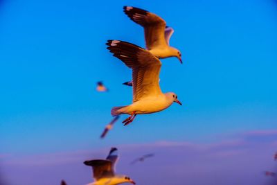 Low angle view of bird flying against blue sky