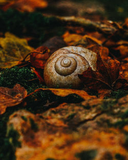 Close-up of snail