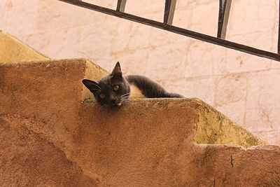 Portrait of black cat sitting outdoors