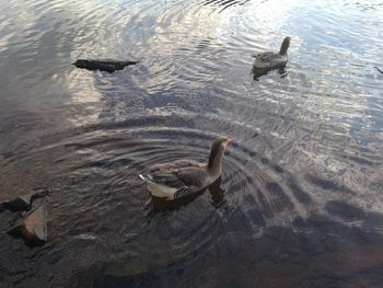 Birds in calm water