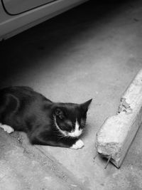 High angle portrait of cat resting on floor