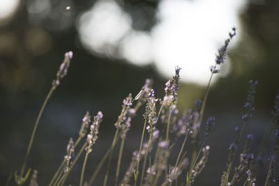 Close-up of purple flowering plants on field