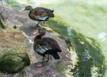 Bird perching on rock