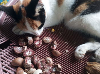 High angle view of cat resting