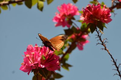 Close-up of butterfly pollinating on pink flowers