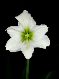 Close-up of white flower blooming against black background