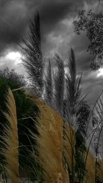 Low angle view of palm trees against sky