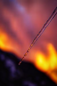 Close-up of plant during sunset