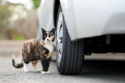 Calico cat standing beside a car